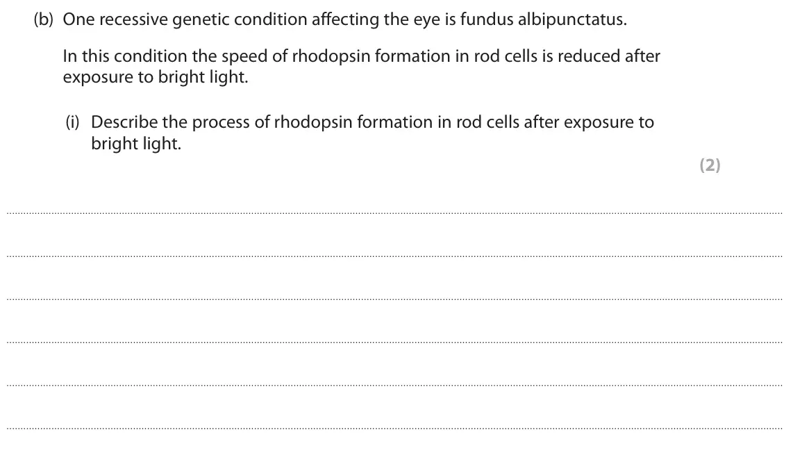 June 2024 Paper 2, question 7(b)(i): Describe the process of rhodopsin formation in rod cells after exposure to bright light. (2)