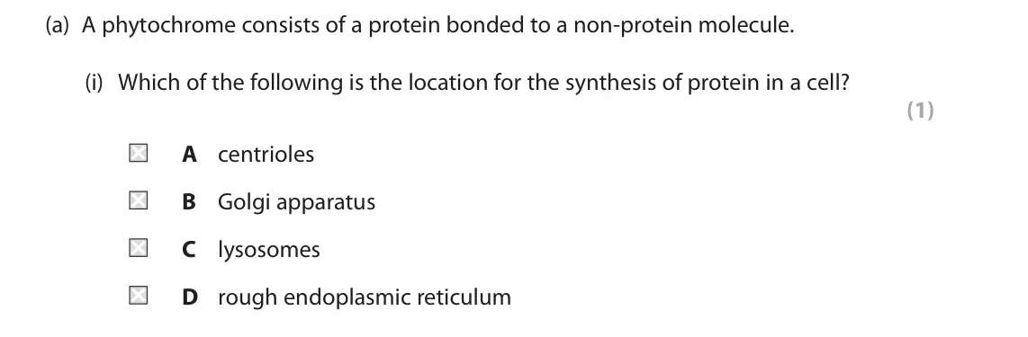 June 2024 Paper 2, question 8(a)(i): Which of the following is the location for the synthesis of protein in a cell? (1) A centrioles B Golgi apparatus C lysosomes D rough endoplasmic reticulum