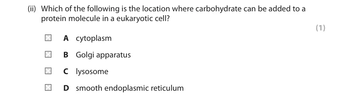 June 2024 Paper 2, question 8(a)(ii): Which of the following is the location where carbohydrate can be added to a protein molecule in a eukaryotic cell? (1) A cytoplasm B Golgi apparatus C lysosome