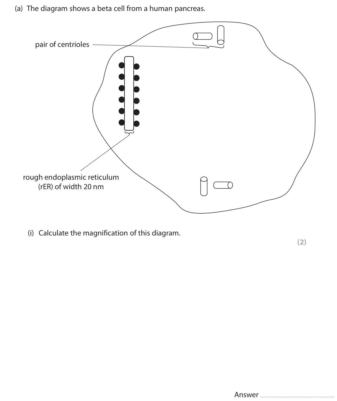 June 2025 Paper 2, question 1(a)(i): Calculate the magnification of this diagram. (2) Answer