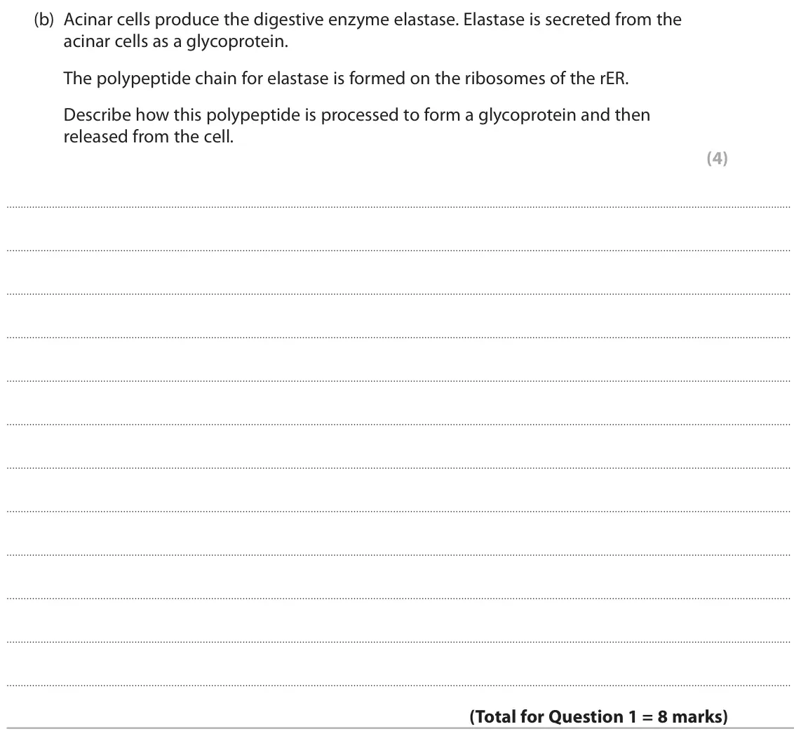 June 2025 Paper 2, question 1(b): Acinar cells produce the digestive enzyme elastase. Elastase is secreted from the acinar cells as a glycoprotein. The polypeptide chain for elastase is formed o