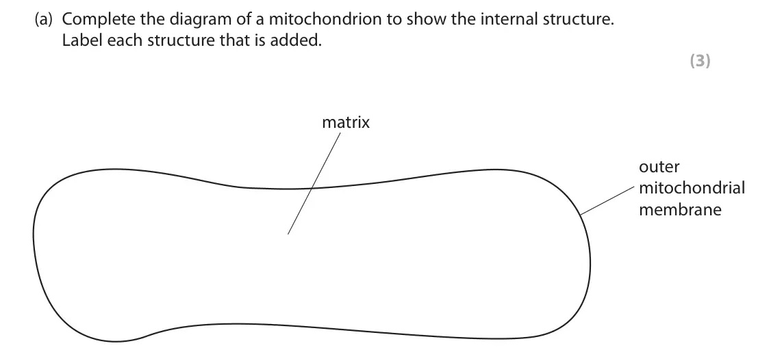 June 2025 Paper 2, question 7(a): Complete the diagram of a mitochondrion to show the internal structure. Label each structure that is added. (3) matrix outer mitochondrial membrane