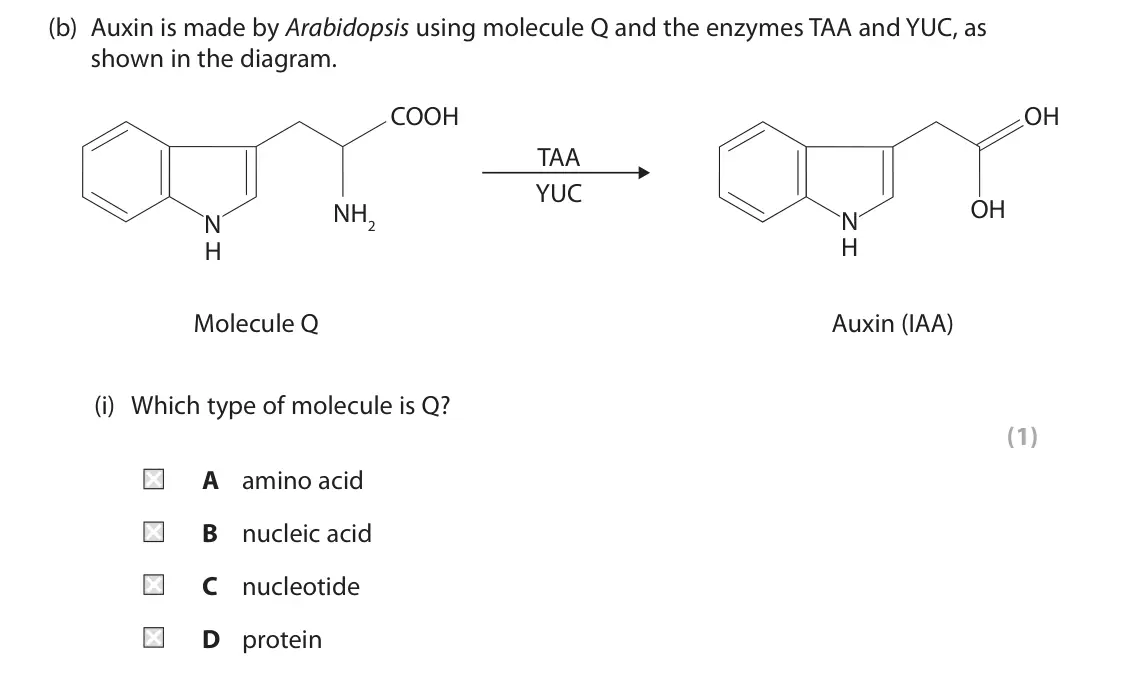June 2025 Paper 2, question 8(b)(i): Which type of molecule is Q? (1) A amino acid B nucleic acid C nucleotide D protein
