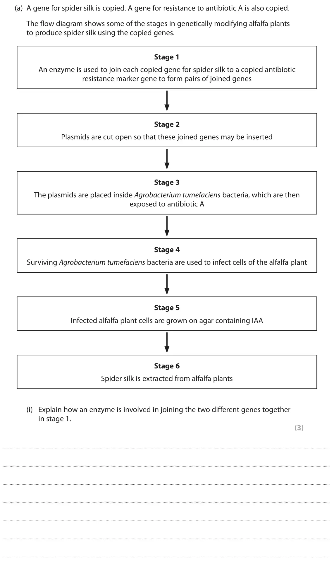 November 2021 Paper 2, question 6(a)(i): Explain how an enzyme is involved in joining the two different genes together in stage 1. (3)