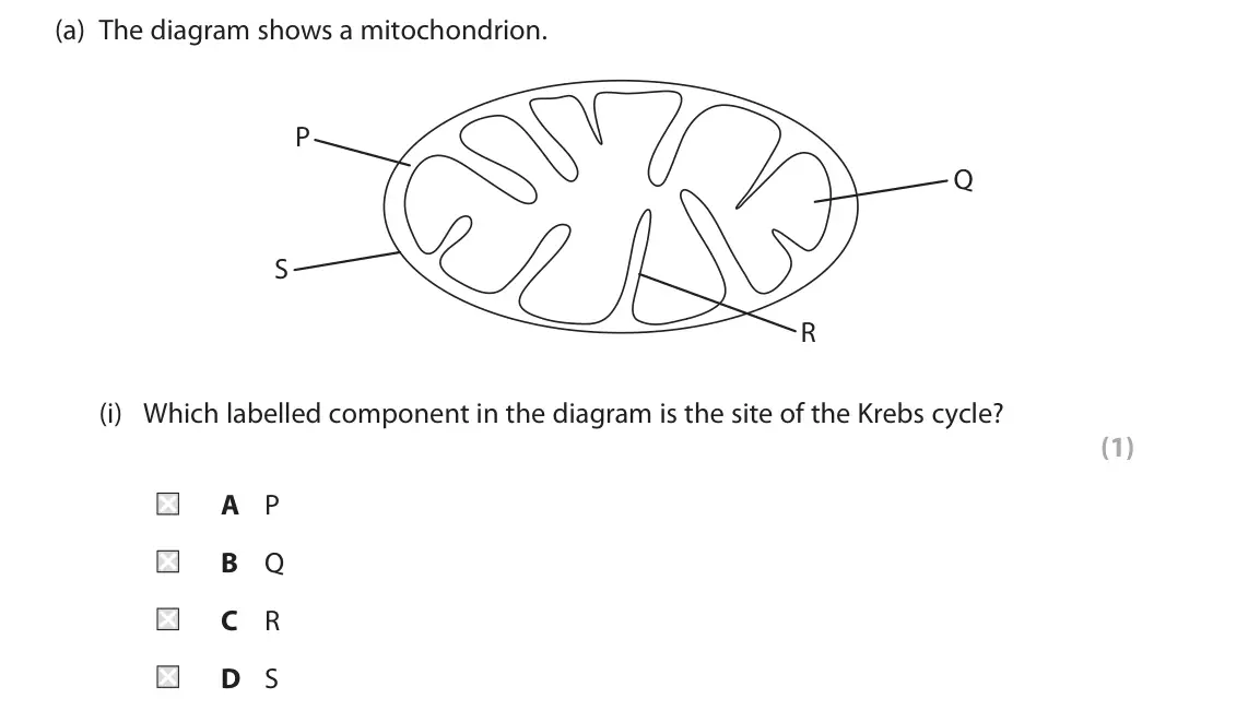 November 2021 Paper 2, question 8(a)(i): Which labelled component in the diagram is the site of the Krebs cycle? (1) A P B Q C R D S