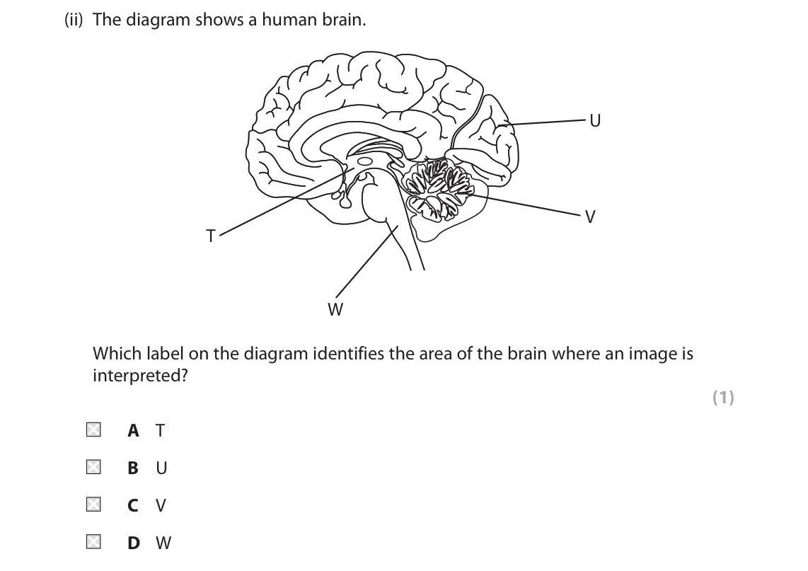 November 2021 Paper 2, question 10(b)(ii): The diagram shows a human brain. U V T W Which label on the diagram identifies the area of the brain where an image is interpreted? (1) A T B U C V D W