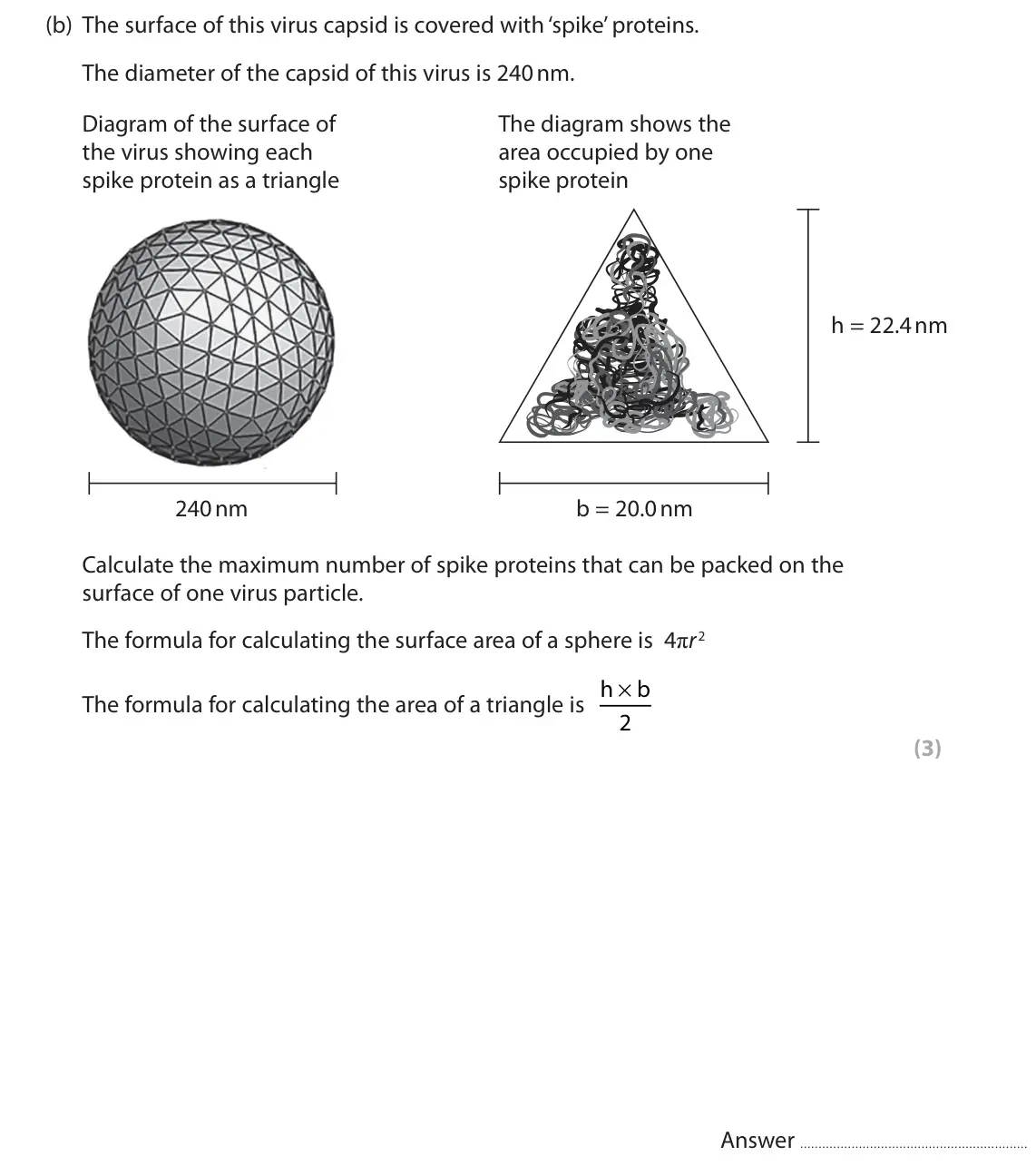 June 2022 Paper 3, question 2(b): The surface of this virus capsid is covered with ‘spike’ proteins. The diameter of the capsid of this virus is 240 nm. Diagram of the surface of The diagram sho