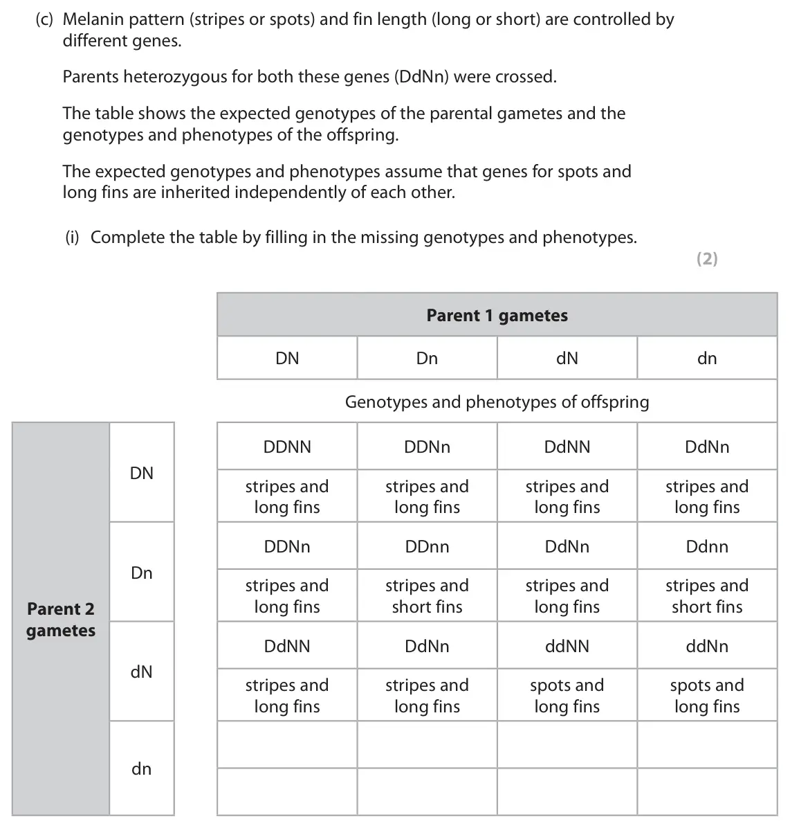 June 2023 Paper 3, question 6(c)(i): Complete the table by filling in the missing genotypes and phenotypes. (2) Parent 1 gametes DN Dn dN dn Genotypes and phenotypes of offspring DDNN DDNn DdNN DdN