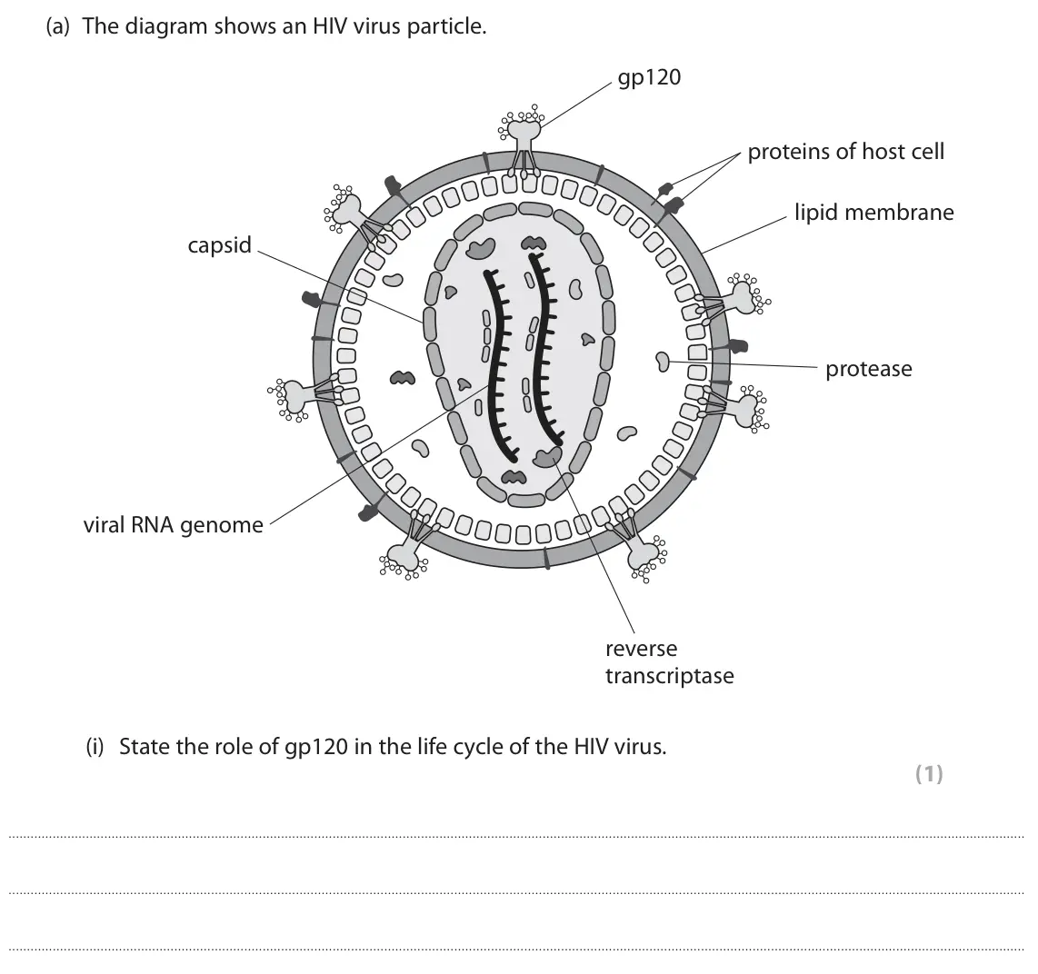 June 2024 Paper 3, question 5(a)(i): State the role of gp120 in the life cycle of the HIV virus. (1)