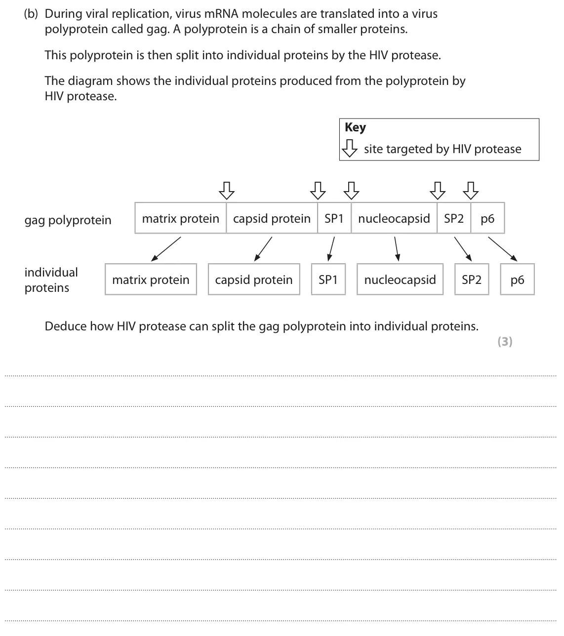June 2024 Paper 3, question 5(b): During viral replication, virus mRNA molecules are translated into a virus polyprotein called gag. A polyprotein is a chain of smaller proteins. This polyprotei