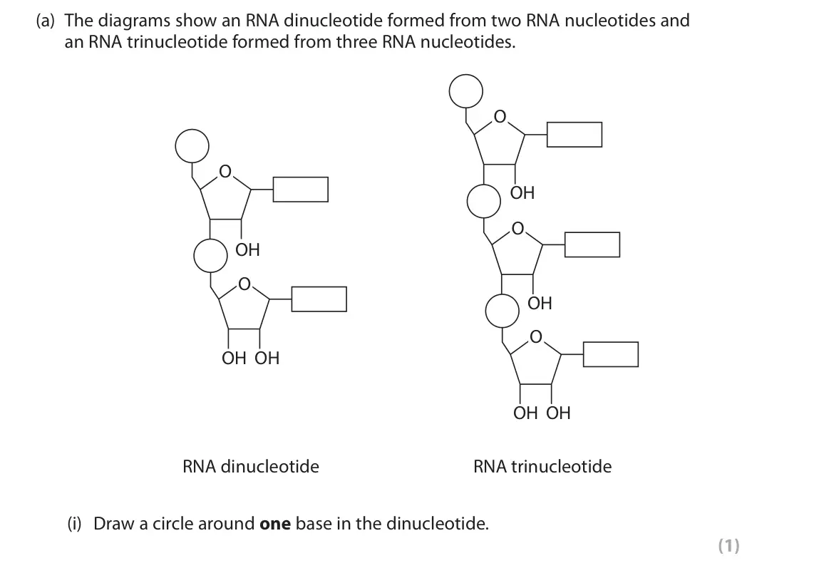 June 2025 Paper 3, question 4(a)(i): Draw a circle around one base in the dinucleotide. (1)