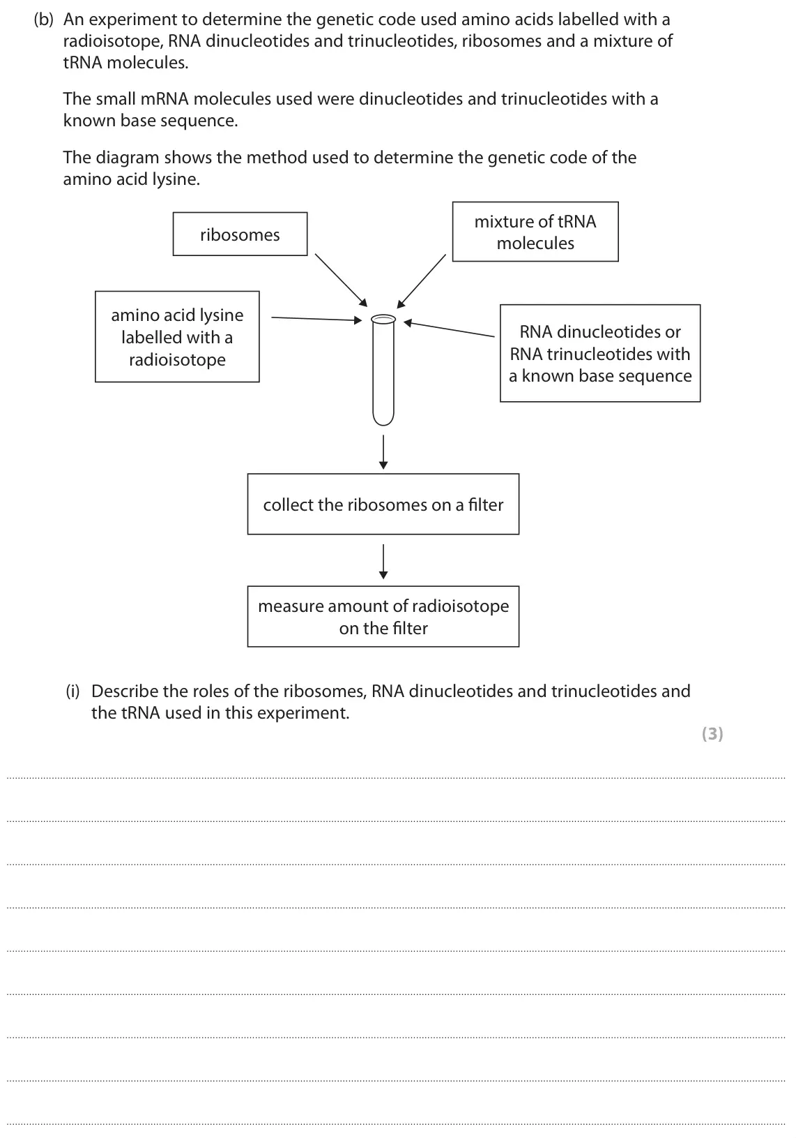 June 2025 Paper 3, question 4(b)(i): Describe the roles of the ribosomes, RNA dinucleotides and trinucleotides and the tRNA used in this experiment. (3)