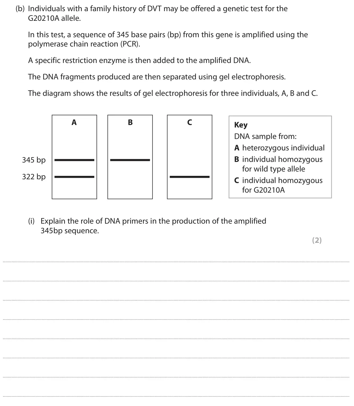 October 2020 Paper 3, question 5(b)(i): Explain the role of DNA primers in the production of the amplified 345bp sequence. (2)