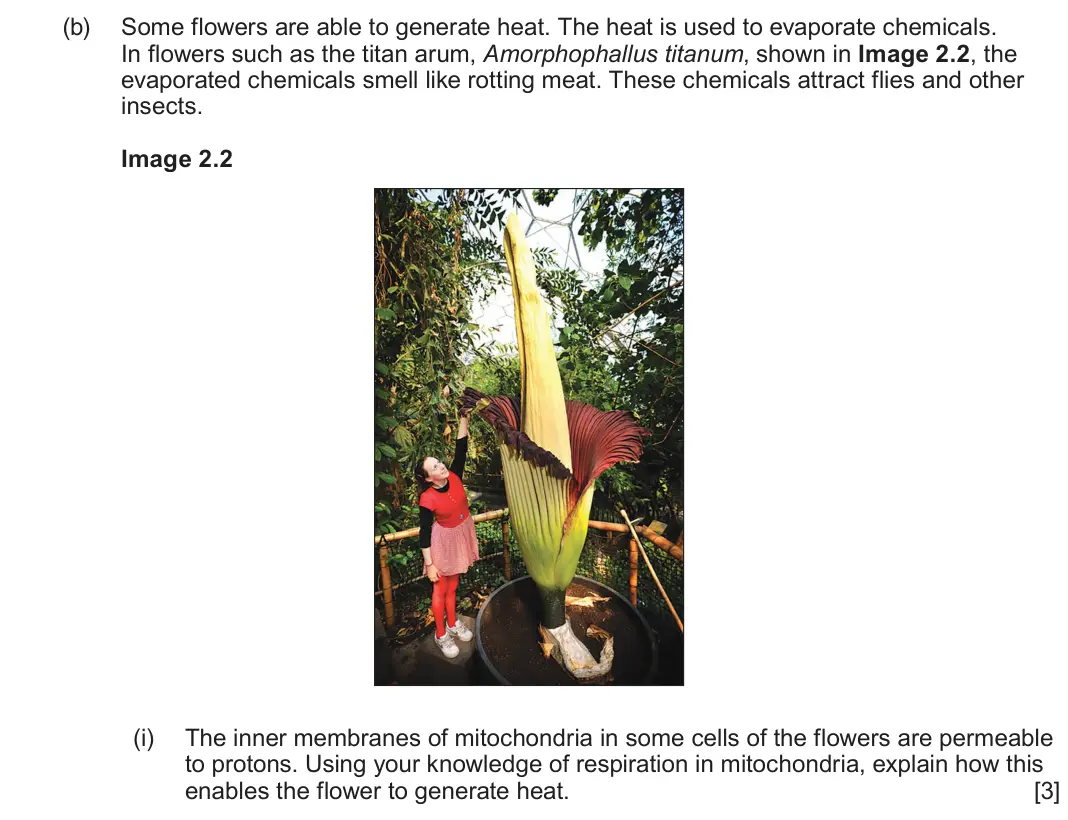 June 2022 Component 1, question 2(b)(i): The inner membranes of mitochondria in some cells of the flowers are permeable to protons. Using your knowledge of respiration in mitochondria, explain how this