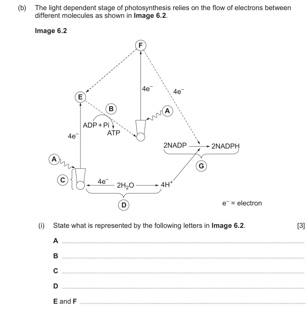 June 2022 Component 1, question 6(b)(i): State what is represented by the following letters in Image 6.2. [3] A B C D E and F