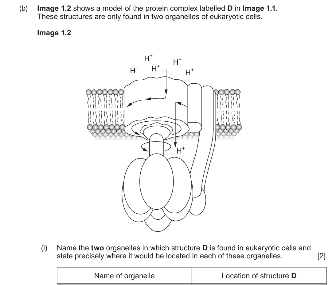 June 2023 Component 1, question 1(b)(i): Name the two organelles in which structure D is found in eukaryotic cells and state precisely where it would be located in each of these organelles. [2] Name of