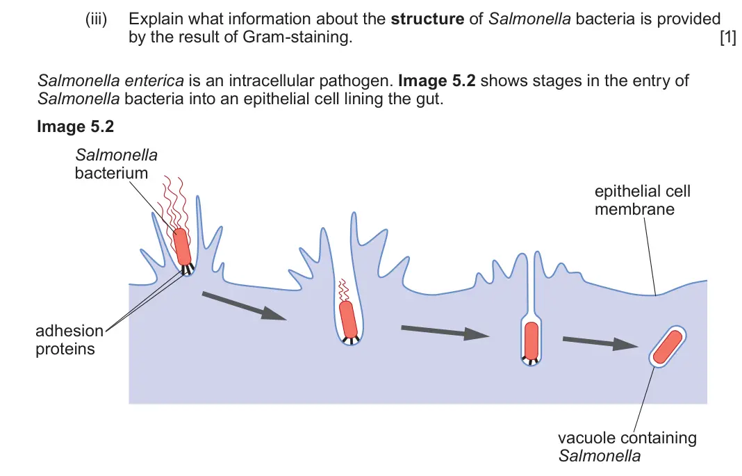 June 2023 Component 1, question 5(b)(iii): Explain what information about the structure of Salmonella bacteria is provided by the result of Gram-staining. [1] Salmonella enterica is an intracellular path