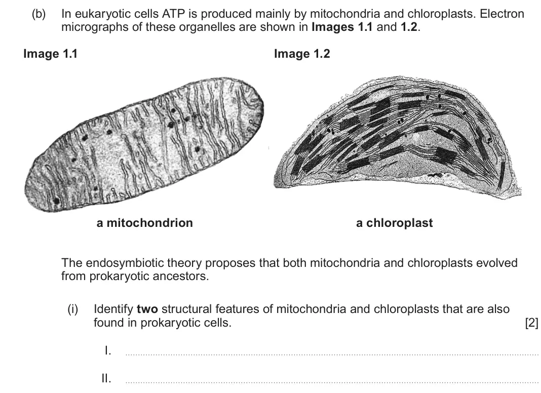 June 2024 Component 1, question 1(b)(i): Identify two structural features of mitochondria and chloroplasts that are also found in prokaryotic cells. [2] I.  II. 