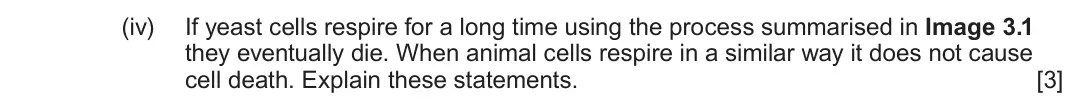 June 2024 Component 1, question 3(a)(iv): If yeast cells respire for a long time using the process summarised in Image 3.1 they eventually die. When animal cells respire in a similar way it does not cau