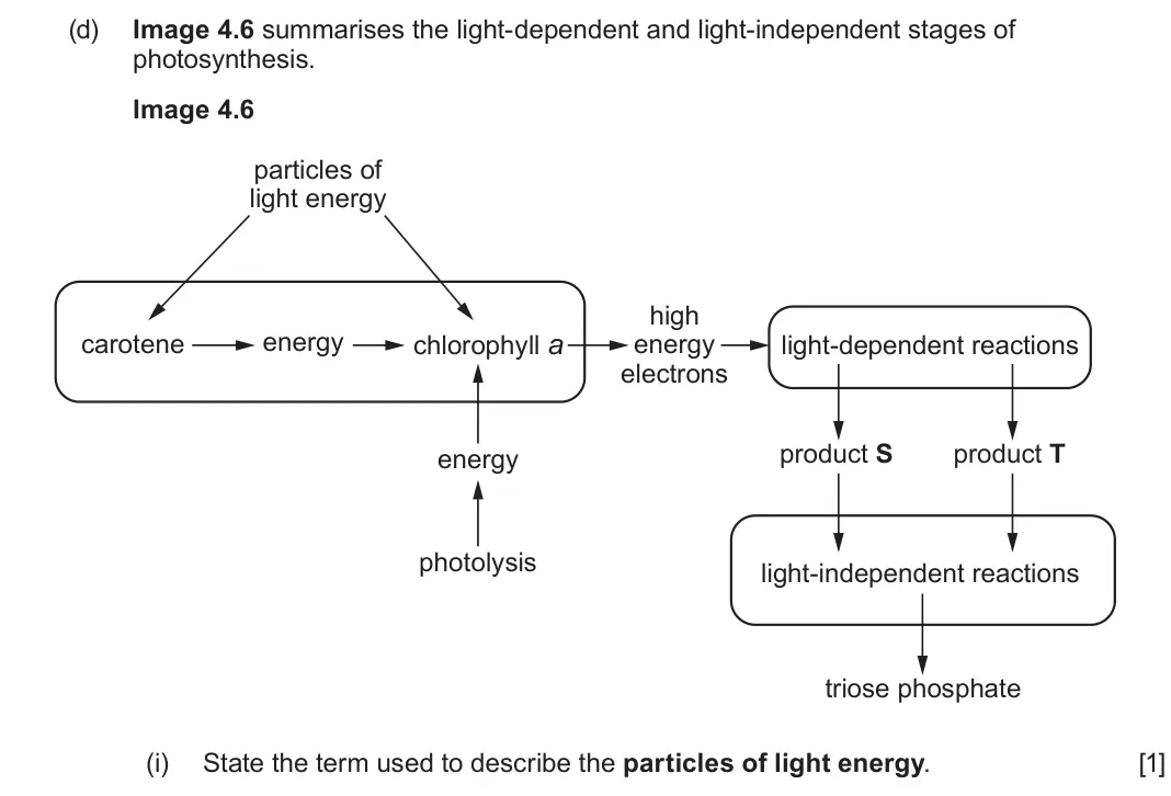 June 2024 Component 1, question 4(d)(i): State the term used to describe the particles of light energy. [1]
