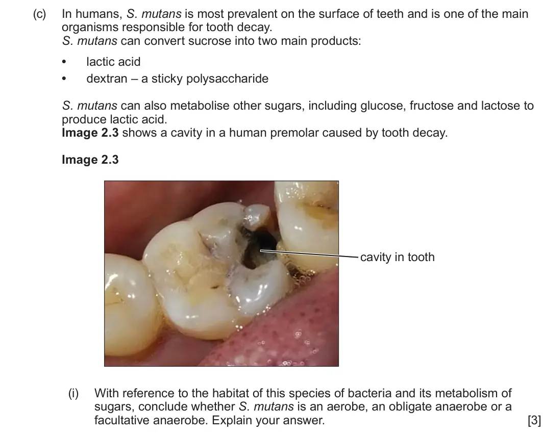 June 2025 Component 1, question 2(c)(i): With reference to the habitat of this species of bacteria and its metabolism of sugars, conclude whether S. mutans is an aerobe, an obligate anaerobe or a facul