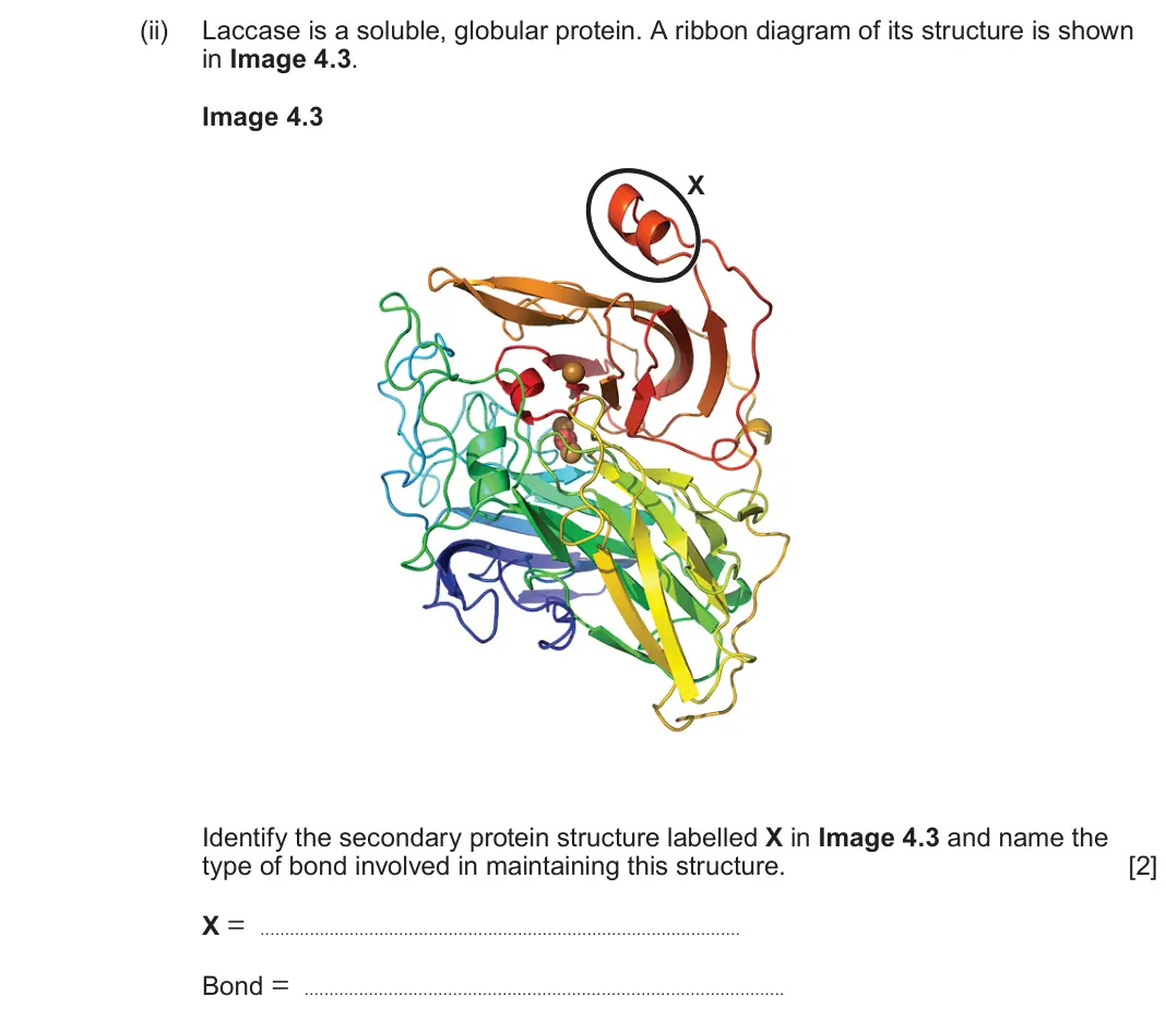 June 2025 Component 1, question 4(d)(ii): Laccase is a soluble, globular protein. A ribbon diagram of its structure is shown in Image 4.3 Image 4.3 X Identify the secondary protein structure labelled X 