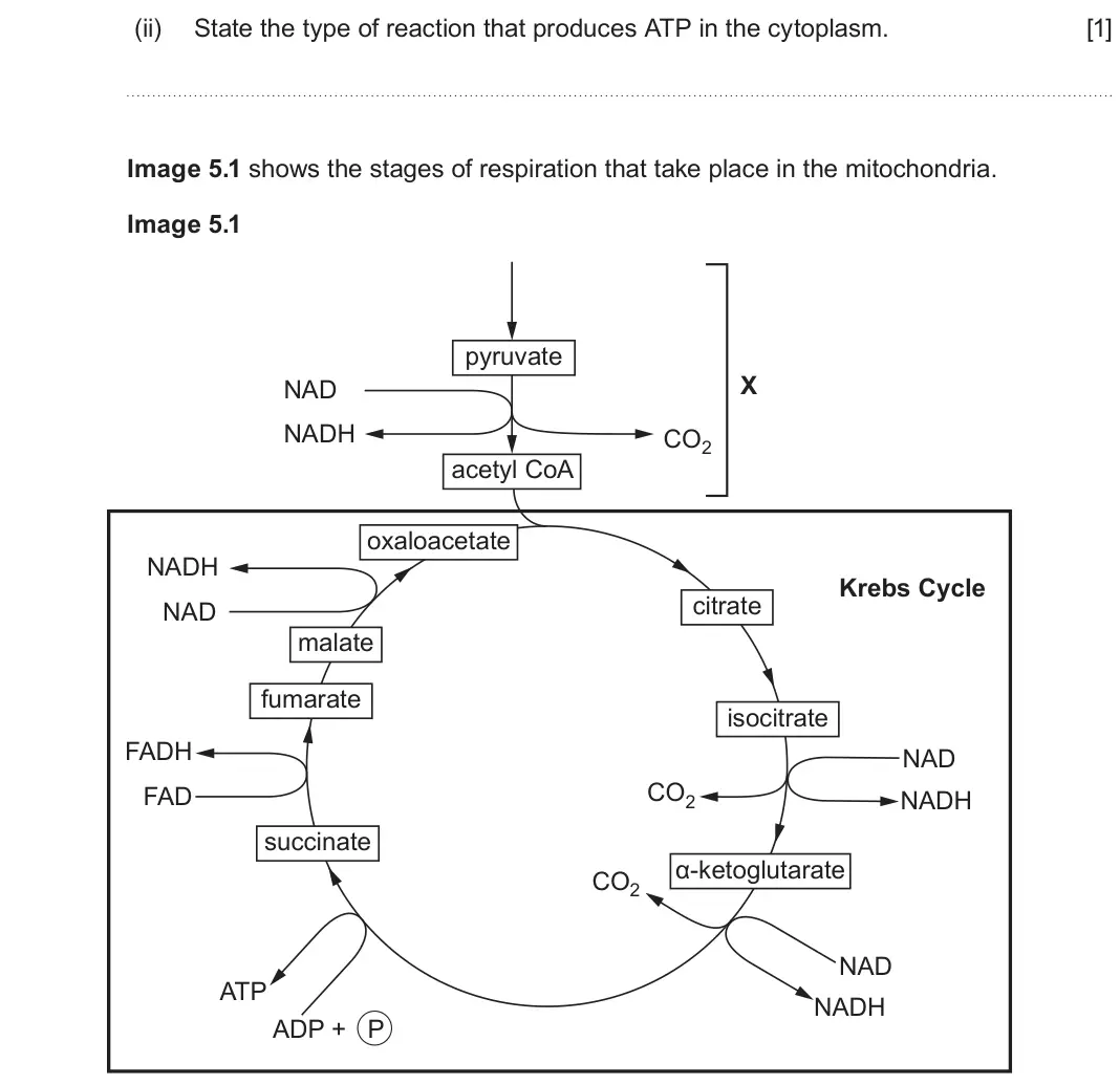 June 2025 Component 1, question 5(a)(ii): State the type of reaction that produces ATP in the cytoplasm. [1] Image 5.1 shows the stages of respiration that take place in the mitochondria. Image 5.1 pyru