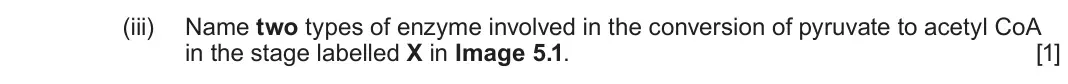 June 2025 Component 1, question 5(a)(iii): Name two types of enzyme involved in the conversion of pyruvate to acetyl CoA in the stage labelled X in Image 5.1. [1]