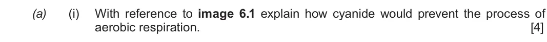 Autumn 2021 Component 1, question 6(a)(i): With reference to image 6.1 explain how cyanide would prevent the process of aerobic respiration. [4]