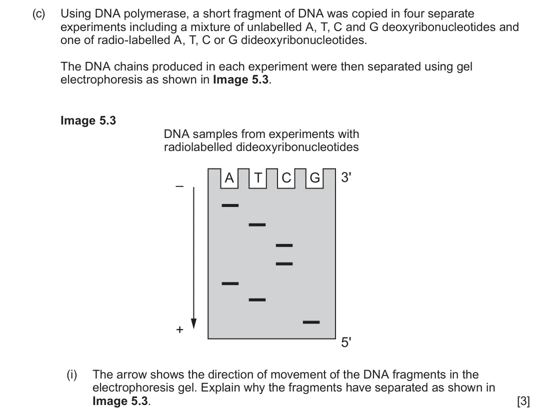 June 2022 Component 2, question 5(c)(i): The arrow shows the direction of movement of the DNA fragments in the electrophoresis gel. Explain why the fragments have separated as shown in Image 5.3. [3]