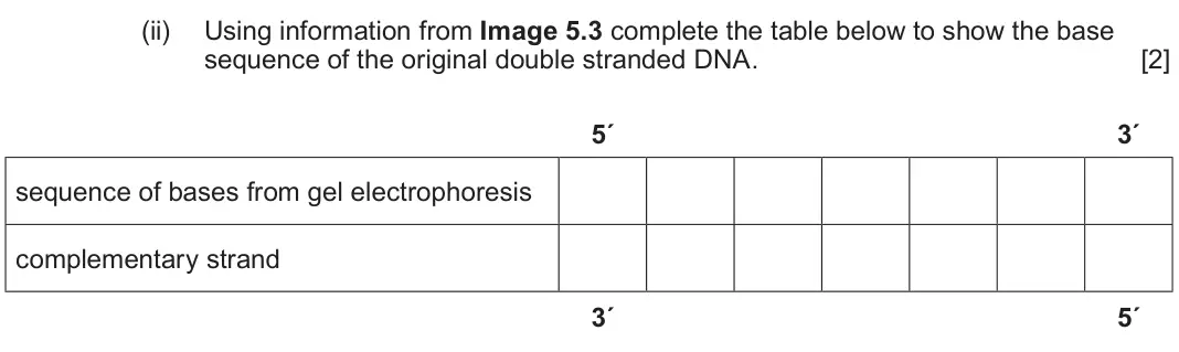 June 2022 Component 2, question 5(c)(ii): Using information from Image 5.3 complete the table below to show the base sequence of the original double stranded DNA. [2] 5´ 3´ sequence of bases from gel el