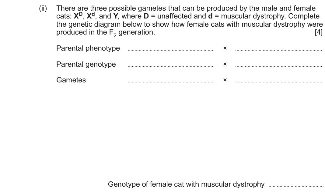 June 2022 Component 2, question 6(c)(ii): There are three possible gametes that can be produced by the male and female cats: XD, Xd, and Y, where D = unaffected and d = muscular dystrophy. Complete the 