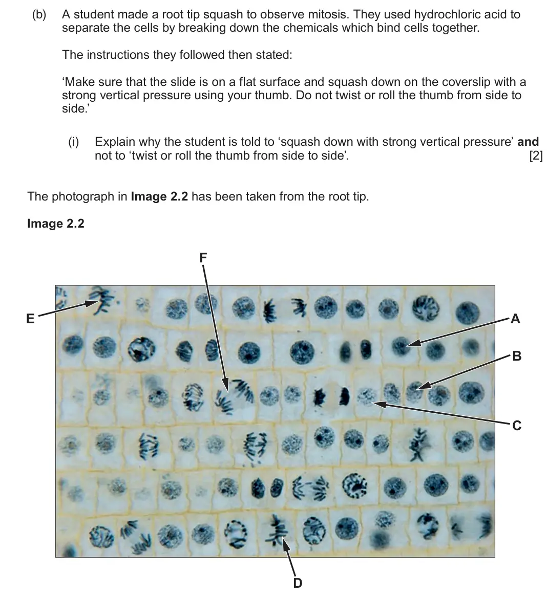 June 2023 Component 2, question 2(b)(i): Explain why the student is told to ‘squash down with strong vertical pressure’ and not to ‘twist or roll the thumb from side to side’. [2] The photograph in Ima
