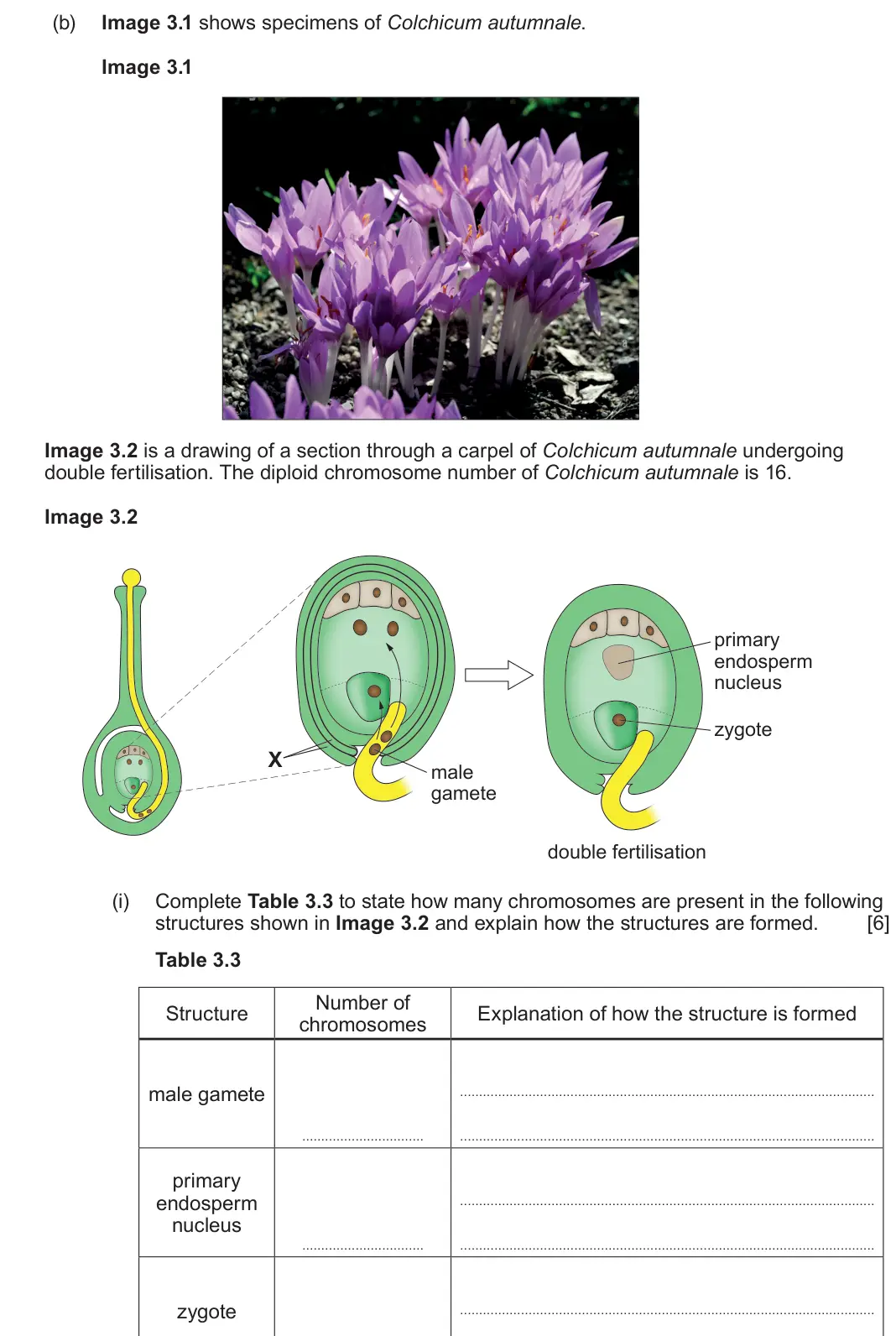 June 2023 Component 2, question 3(b)(i): Complete Table 3.3 to state how many chromosomes are present in the following structures shown in Image 3.2 and explain how the structures are formed. [6] Table