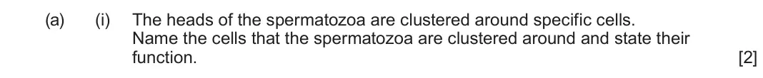 June 2023 Component 2, question 4(a)(i): The heads of the spermatozoa are clustered around specific cells. Name the cells that the spermatozoa are clustered around and state their function. [2]