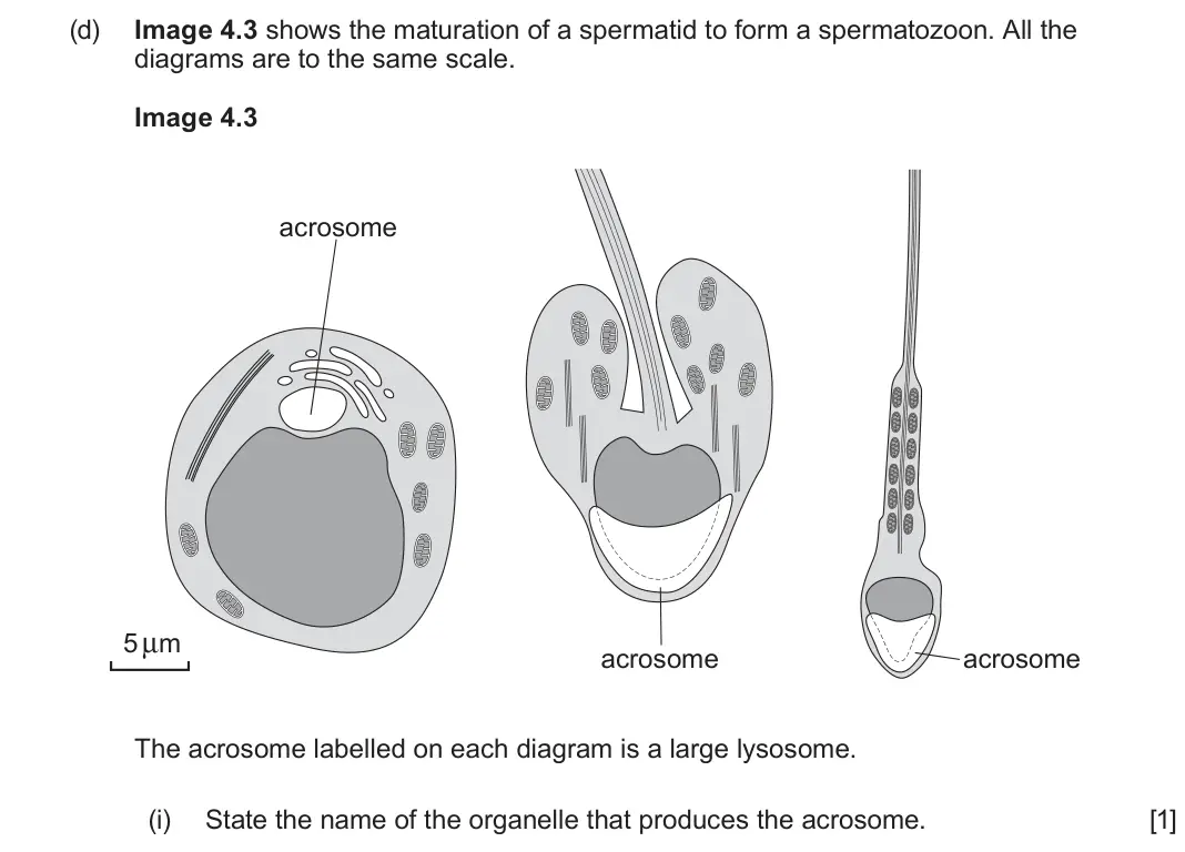 June 2023 Component 2, question 4(d)(i): State the name of the organelle that produces the acrosome. [1]