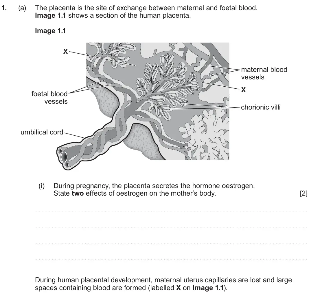 June 2024 Component 2, question 1(a)(i): During pregnancy, the placenta secretes the hormone oestrogen. State two effects of oestrogen on the mother’s body.  [2] During human placental development, ma