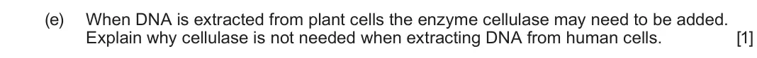 June 2024 Component 2, question 2(e): When DNA is extracted from plant cells the enzyme cellulase may need to be added. Explain why cellulase is not needed when extracting DNA from human cells.  [1