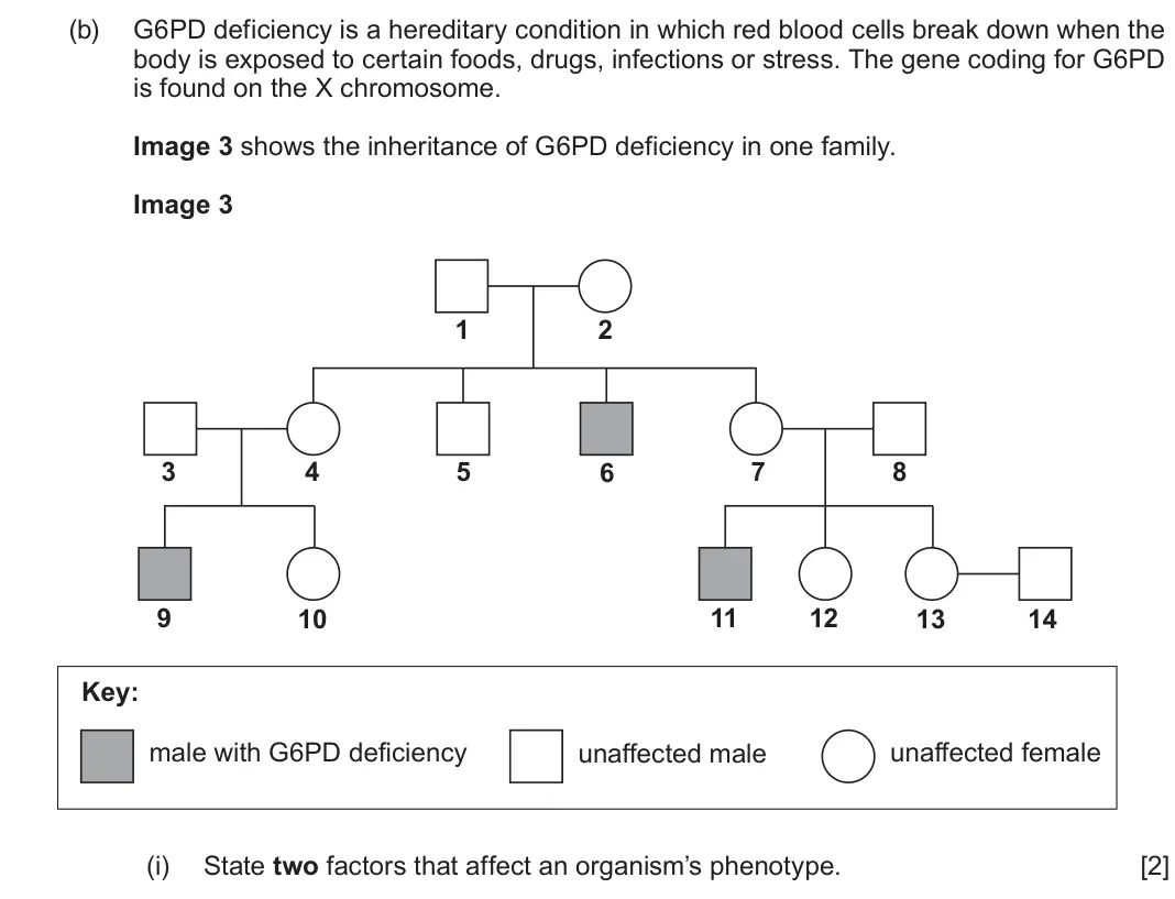 June 2024 Component 2, question 3(b)(i): State two factors that affect an organism’s phenotype. [2]