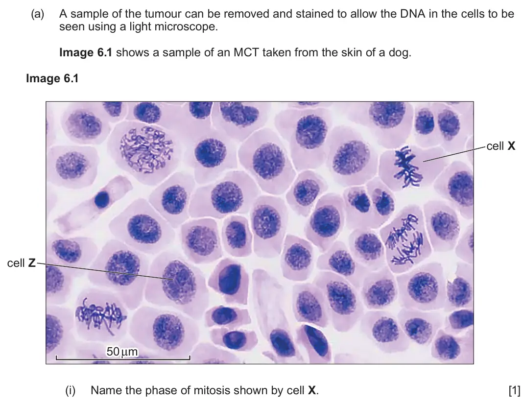 June 2024 Component 2, question 6(a)(i): Name the phase of mitosis shown by cell X.  [1]