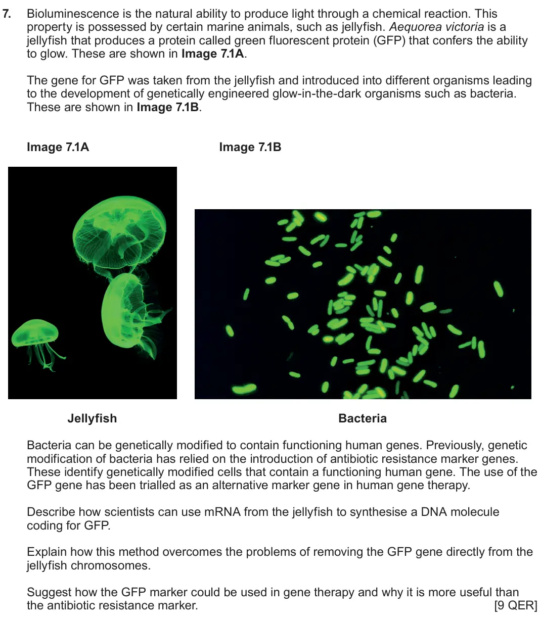 June 2024 Component 2, question 7: Bioluminescence is the natural ability to produce light through a chemical reaction. This property is possessed by certain marine animals, such as jellyfish. Ae