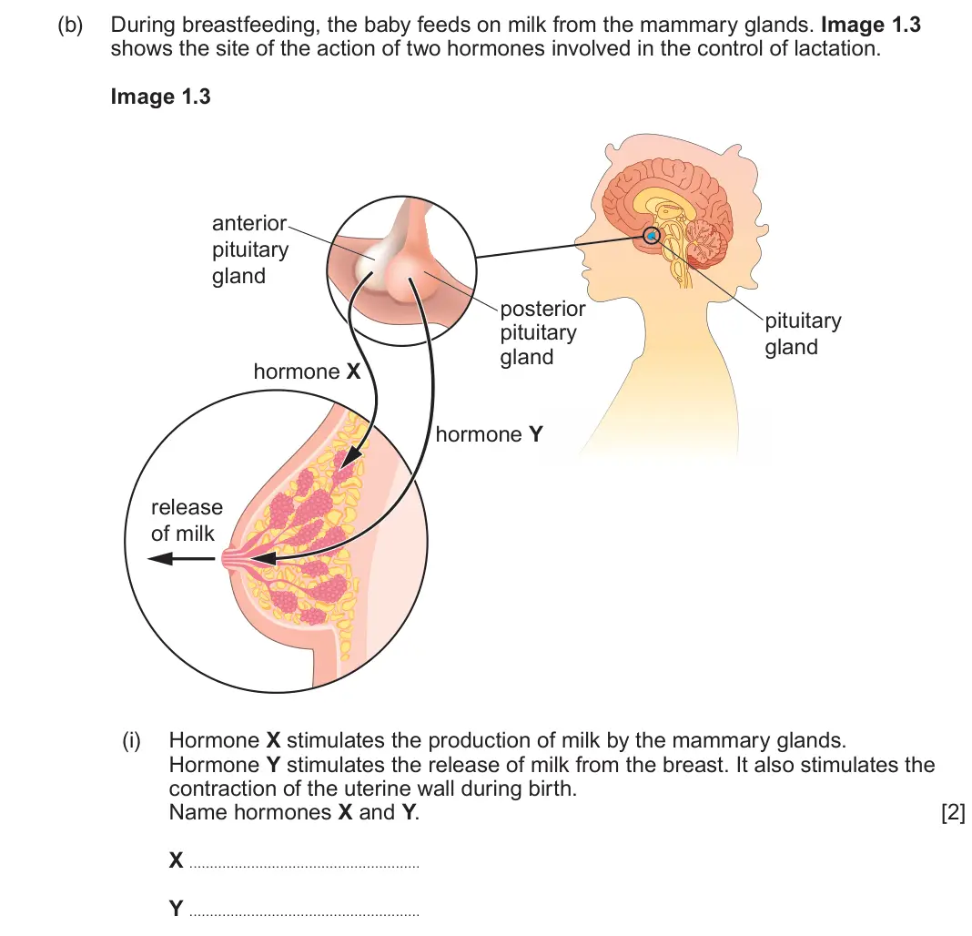 June 2025 Component 2, question 1(b)(i): Hormone X stimulates the production of milk by the mammary glands. Hormone Y stimulates the release of milk from the breast. It also stimulates the contraction 