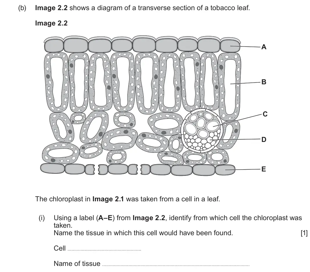 June 2025 Component 2, question 2(b)(i): Using a label (A–E) from Image 2.2, identify from which cell the chloroplast was taken. Name the tissue in which this cell would have been found. [1] Cell Name 