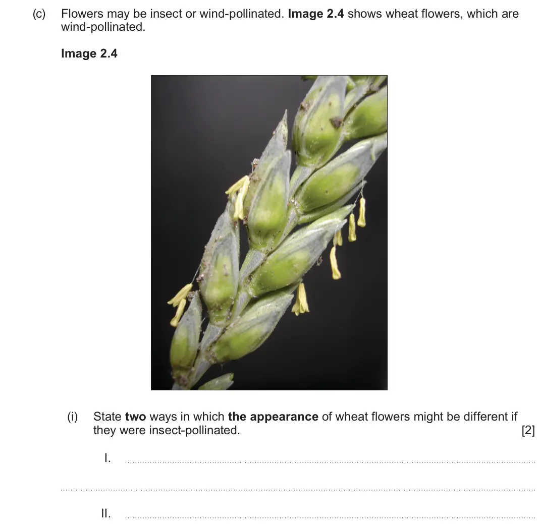 June 2025 Component 2, question 2(c)(i): State two ways in which the appearance of wheat flowers might be different if they were insect-pollinated. [2] I. II.