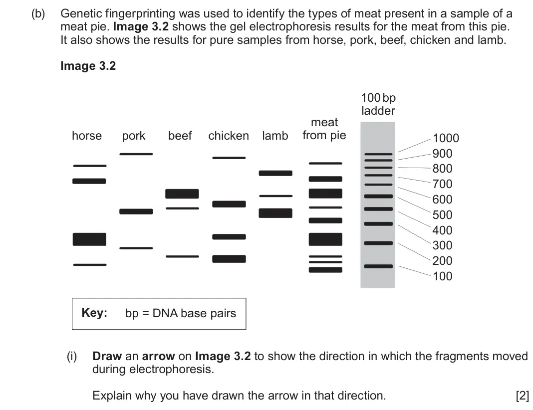 June 2025 Component 2, question 3(b)(i): Draw an arrow on Image 3.2 to show the direction in which the fragments moved during electrophoresis. Explain why you have drawn the arrow in that direction. [2