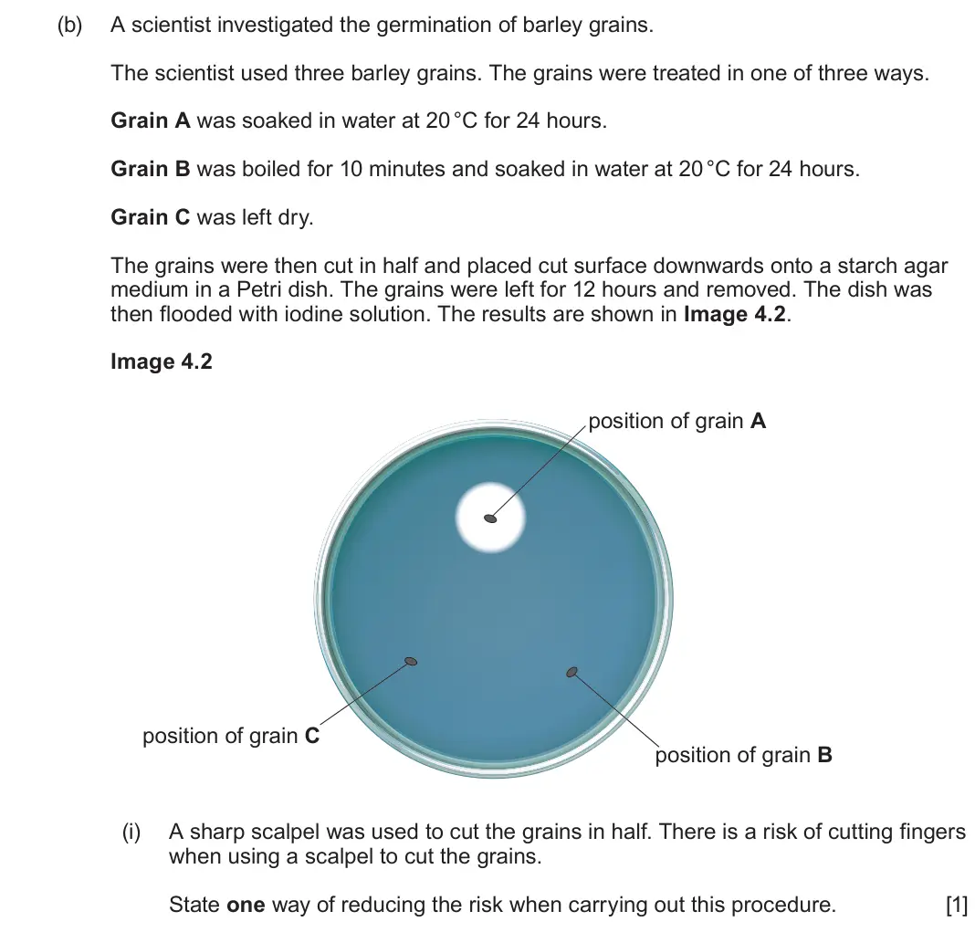 June 2025 Component 2, question 4(b)(i): A sharp scalpel was used to cut the grains in half. There is a risk of cutting fingers when using a scalpel to cut the grains. State one way of reducing the ris