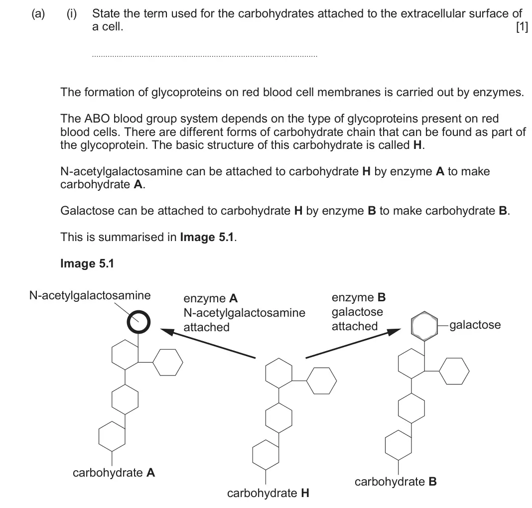 June 2025 Component 2, question 5(a)(i): State the term used for the carbohydrates attached to the extracellular surface of a cell. [1] The formation of glycoproteins on red blood cell membranes is car