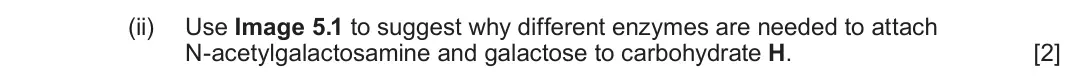 June 2025 Component 2, question 5(a)(ii): Use Image 5.1 to suggest why different enzymes are needed to attach N-acetylgalactosamine and galactose to carbohydrate H. [2]