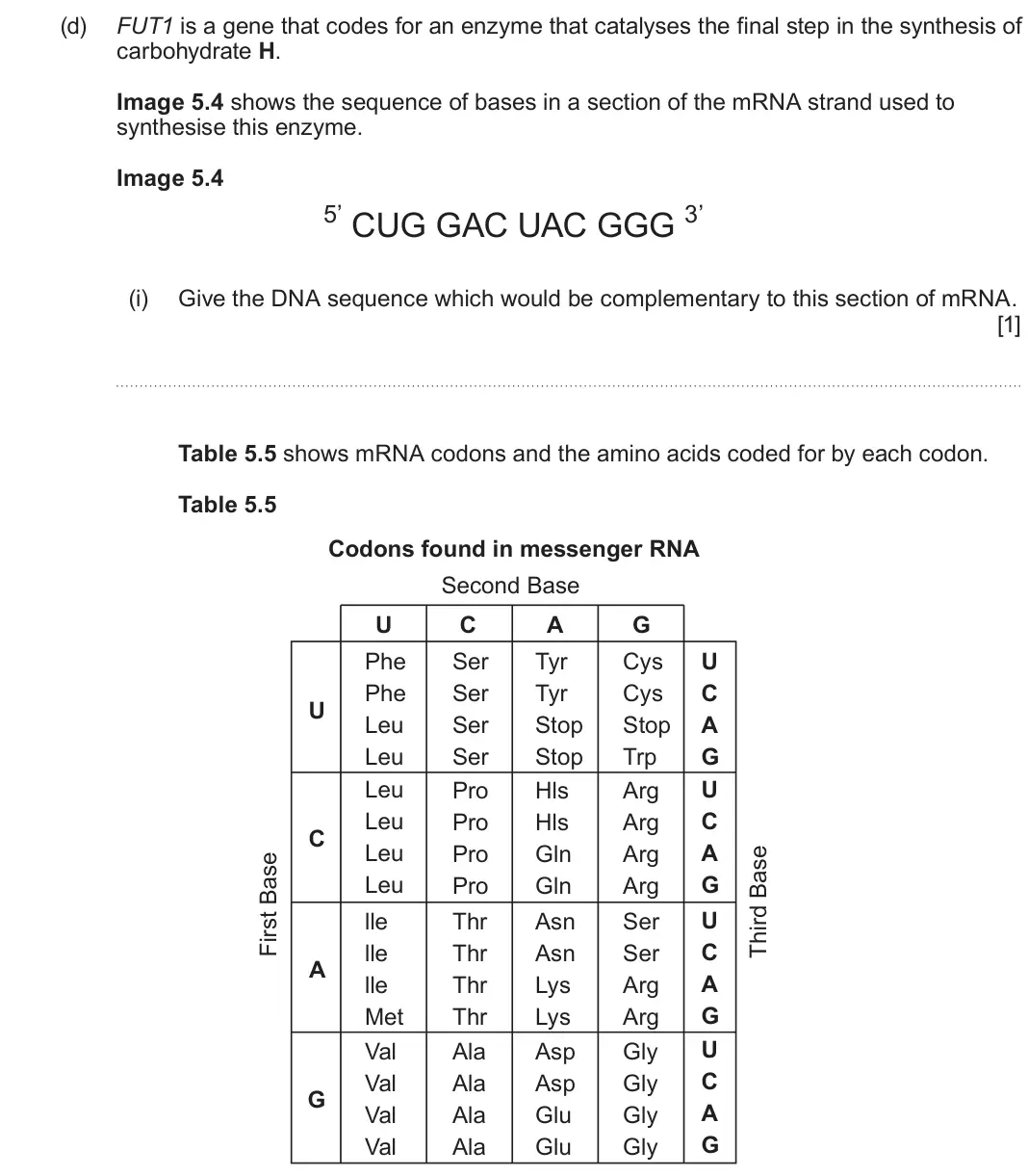 June 2025 Component 2, question 5(d)(i): Give the DNA sequence which would be complementary to this section of mRNA. [1] Table 5.5 shows mRNA codons and the amino acids coded for by each codon. Table 5