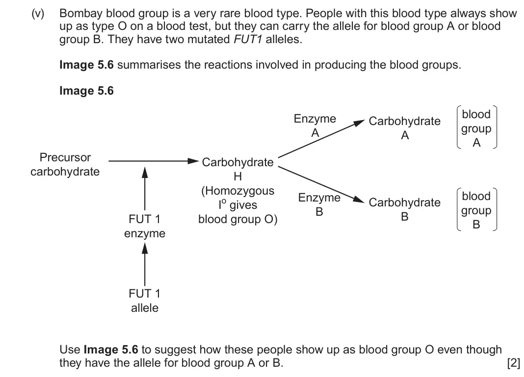 June 2025 Component 2, question 5(d)(v): Bombay blood group is a very rare blood type. People with this blood type always show up as type O on a blood test, but they can carry the allele for blood grou